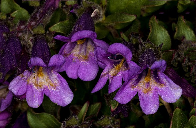 Penstemon harbourii 19-6752_1.jpg